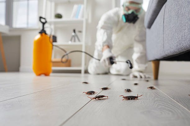 Post-Treatment Bed Bug Interceptor Monitoring in San Leon